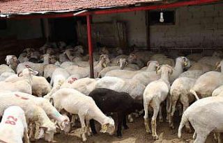 Her bütçeye en uygunu küçükbaş havan