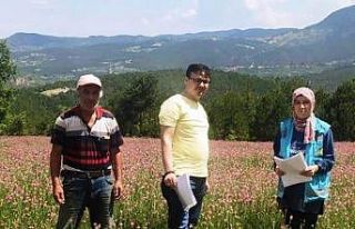 Hisarcık’ta yem bitkileri kontrolleri