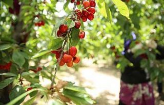 Honazlı kirazcılar, Başkan Kepenek’in seçim...