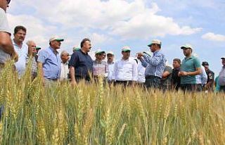 Hüyük’te deneme üretimi yapılan ’Taner’...