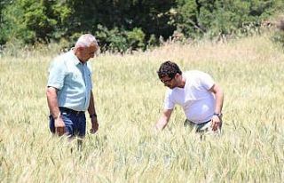 İbradı’da dağıtılan ata tohumları hasada hazır