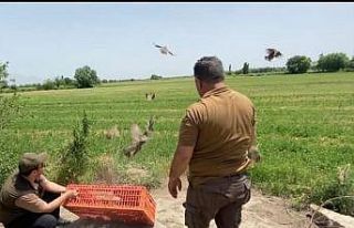 Iğdır’da doğaya 175 adet kınalı keklik bırakıldı