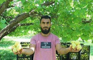 Iğdır’da sarı altın hasadı başladı, yıllık...