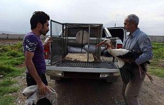 Iğdır’da yaralı leylek tedavi altına alındı