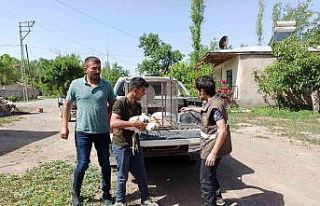 Iğdır’da yaralı leylek yavrusu tedavi altına...