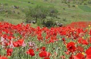Iğdır’ın yüksek kesimlerinde bahar güzelliği