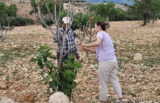 İncir ağaçlarında ’teke böceği’ alarmı