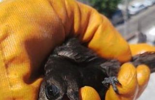 İplere takılan kuşu vatandaşlar kurtardı