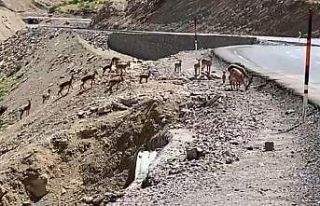 Irak sınırında dağ keçisi sürüsü görüntülendi