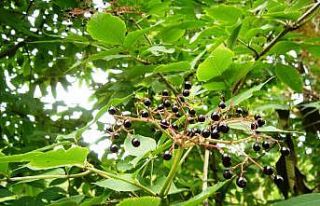 İzmir tarımında bir ilk: Kara mürver doğal gübre...