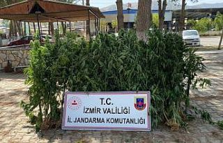 İzmir’de 8 ilçede jandarmadan uyuşturucu operasyonu
