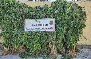 İzmir’de jandarmadan kenevir operasyonu: 2 tutuklama