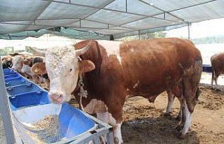 İzmir’de kurban pazarı hareketliliği başladı