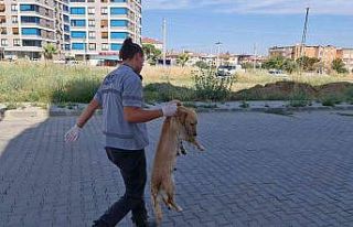 İzmir’de zehirlenen kedi ve köpekler telef oldu