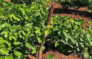 Jandarma ekipleri üzüm bağında kenevir ele geçirdi