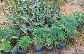 Jandarmadan kenevir operasyonu