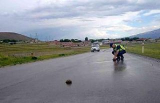 Jandarmanın kaplumbağa duyarlılığı