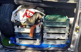 Kaçak kurbağa avcılarına 110 bin TL ceza