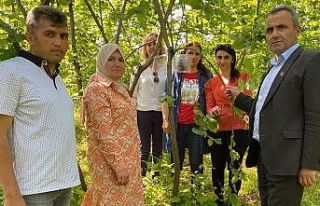 Kahverengi Kokarca mücadelesi için tuzaklar kuruldu