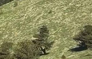 Kangal köpeği ayıdan sürüyü böyle kurtardı