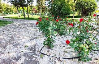 Kanlıkavak Parkı’nda ilginç polen örtüsü