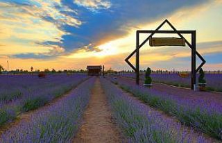 Karatay Lavanta Bahçesi 2 Temmuz’da kapılarını...