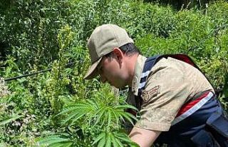 Kars’ta jandarmadan kenevir operasyonu