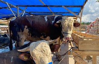 Kartal’da kurbanlıklar yerini aldı