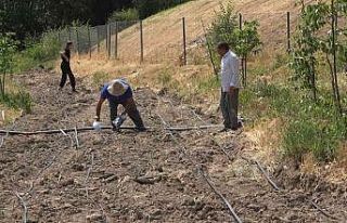 Kavurucu sıcaklıkta üretim mesaisi