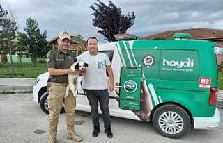 Kaybolan köpeği HAYDİ ekipleri buldu