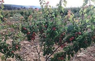 Kayısı yüz güldürüyor