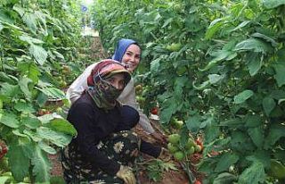 Kaymakam Saçal serada domates topladı