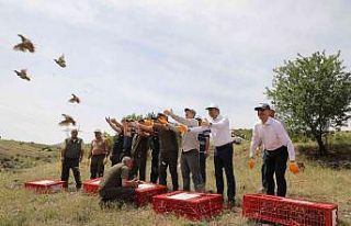 Keban’da 500 keklik doğaya salındı