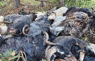 Keçi sürüsünün üzerine yaylada yıldırım düştü:...