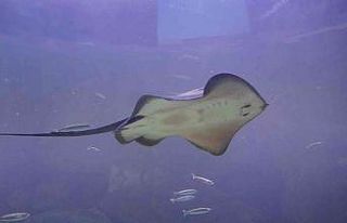 Keçiören’de Deniz Dünyası’nın yeni üyeleri...