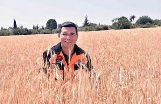 Kepez’in buğday tarlalarında hasat zamanı