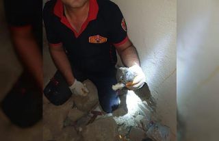 Kilis’te 4 yavru kedi kurtarıldı