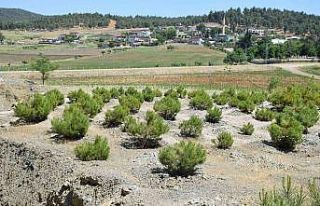 Kilis’te ağaçlandırma çalışmaları sürüyor