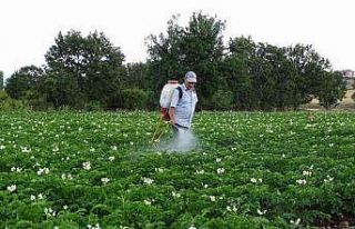Kiraladığı patates tarlasından 90 ton ürün bekliyor