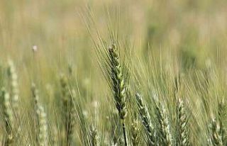 Kırklareli’nde son yağışlar buğday üreticilerine...