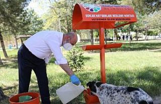 Kocasinan Belediyesi’nin küçük dostlar çalışmalarına...