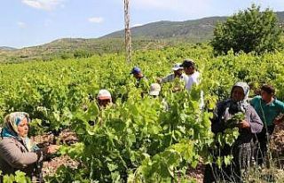 Konya’da üzüm yaprağı hasadı başladı