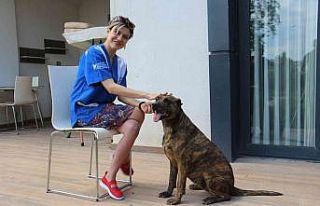 Köpek dövüşüne suç duyurusu