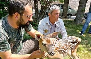 Köpeklerin saldırısına uğrayan kızıl geyik...