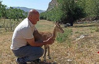 Köpeklerin saldırısına uğrayan yavru dağ keçisini...