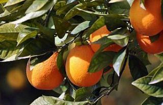 Köyceğiz Portakalı Coğrafi işaretini aldı