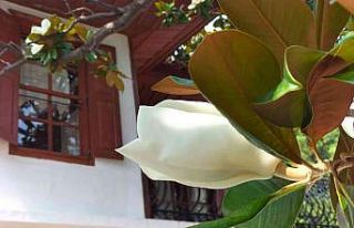 Köyceğiz’de bulunan en büyük Manolya ağacı...