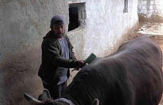 Kurbanlık alacaklara uzmanından uyarı