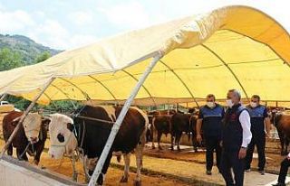Kurbanlık hayvan alış, satış ve kesimlerinde...