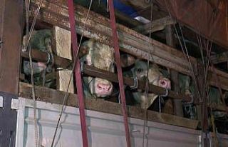 Kurbanlık hayvanlar İstanbul’a giriş yapmaya...